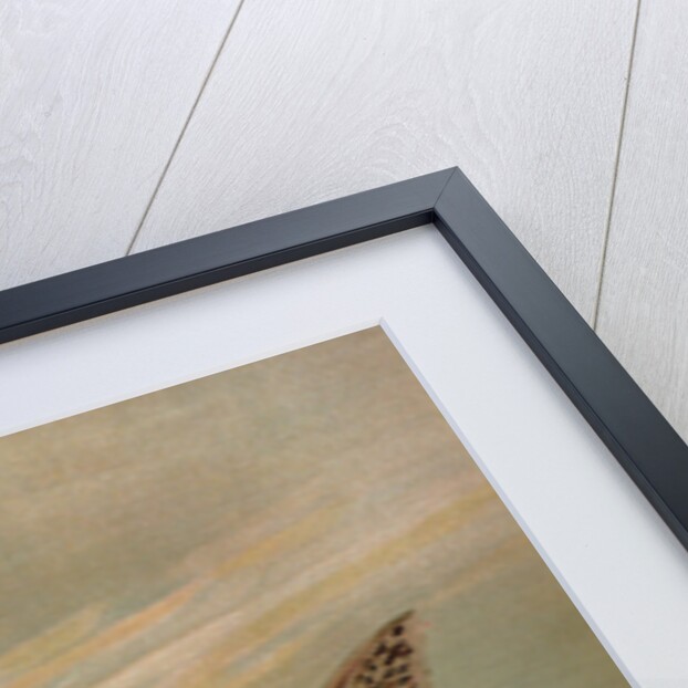 The American Brook Trout, Salvelinus fontinalis by J. L. Petrie