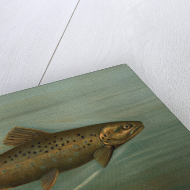 The Brown or German Trout, Salmo fario by J. L. Petrie