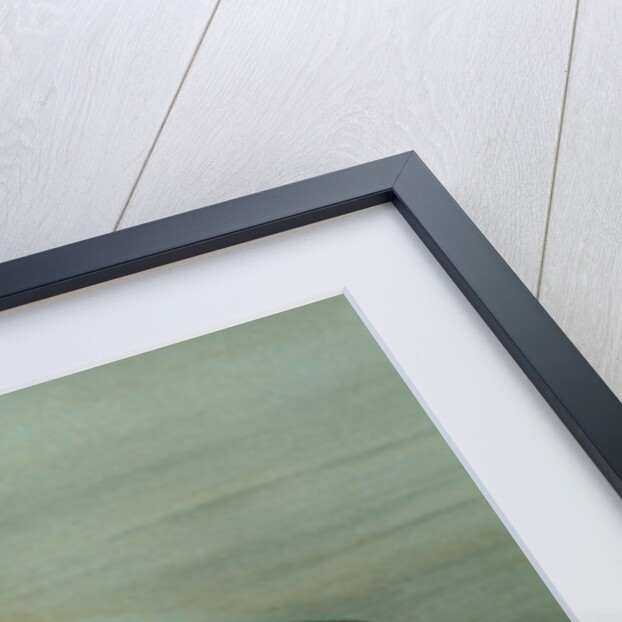 The Brown or German Trout, Salmo fario by J. L. Petrie