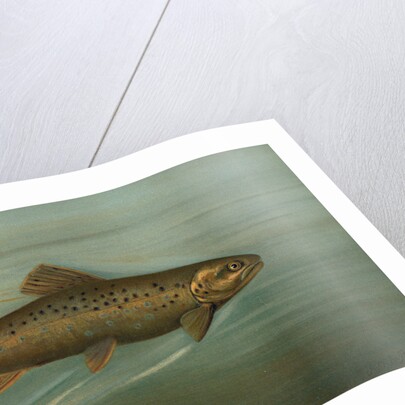 The Brown or German Trout, Salmo fario by J. L. Petrie