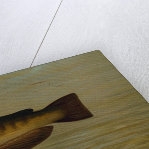 The Common Bullhead or Horned Pout, Amiurus nebulosus by J. L. Petrie