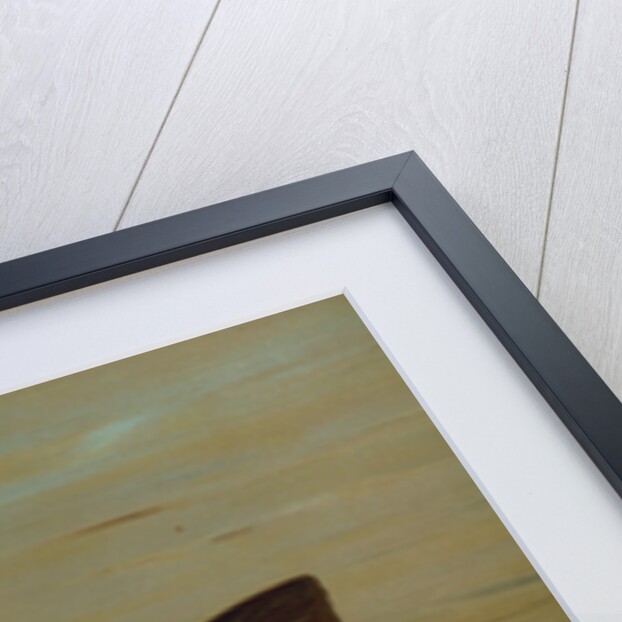 The Common Bullhead or Horned Pout, Amiurus nebulosus by J. L. Petrie