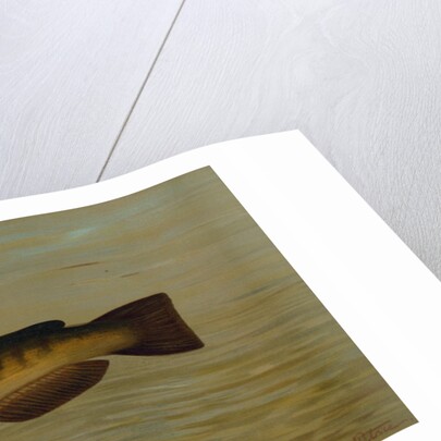 The Common Bullhead or Horned Pout, Amiurus nebulosus by J. L. Petrie