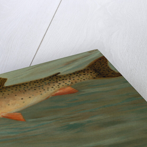 The Rocky Mountain Trout, Salmo mykiss by J. L. Petrie