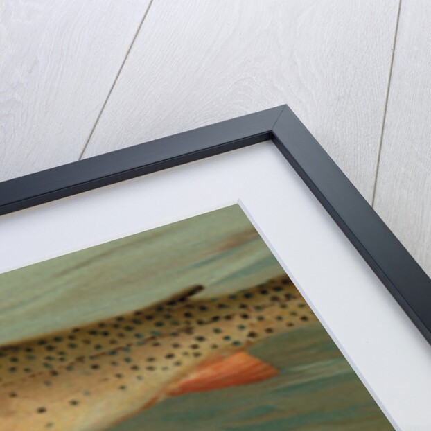 The Rocky Mountain Trout, Salmo mykiss by J. L. Petrie