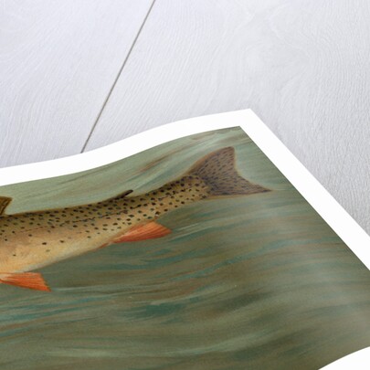 The Rocky Mountain Trout, Salmo mykiss by J. L. Petrie