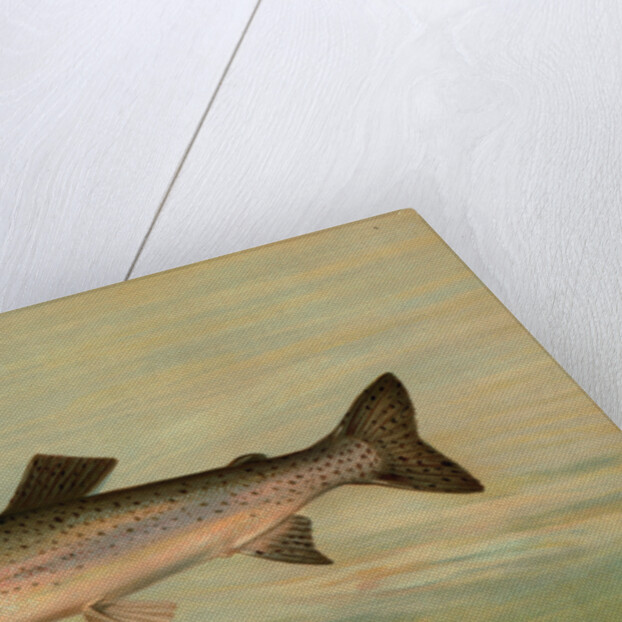 The Kern River Trout, Salmo irideus gilberti by J. L. Petrie