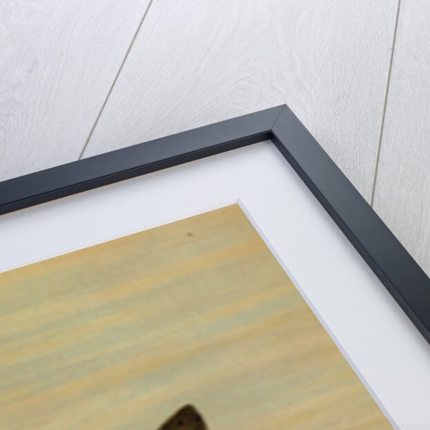 The Kern River Trout, Salmo irideus gilberti by J. L. Petrie