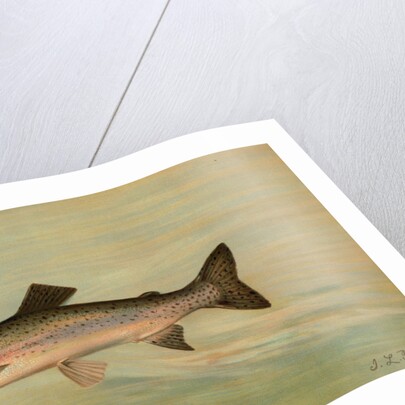 The Kern River Trout, Salmo irideus gilberti by J. L. Petrie