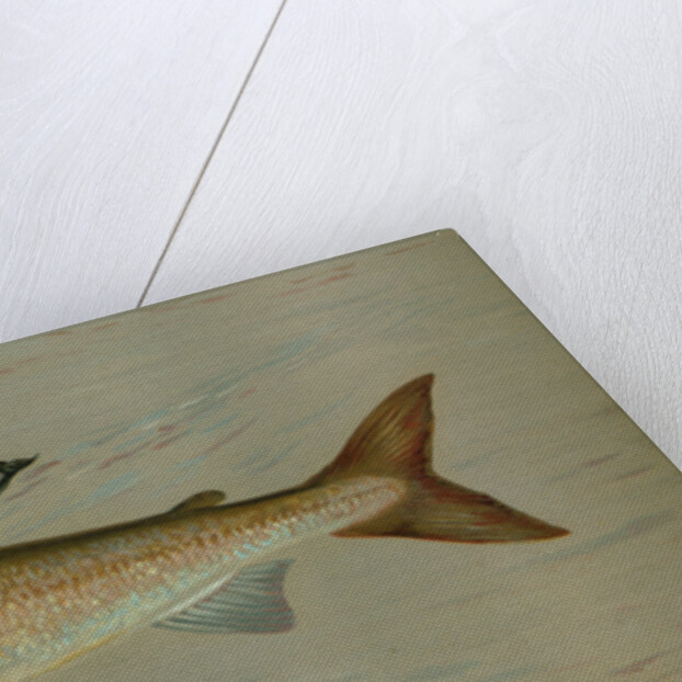 The Michigan Grayling, Thymallus ontariensis by J. L. Petrie