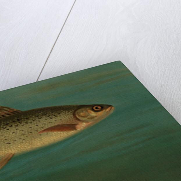 The Montana Grayling, Thymallus signifer montanus by J. L. Petrie