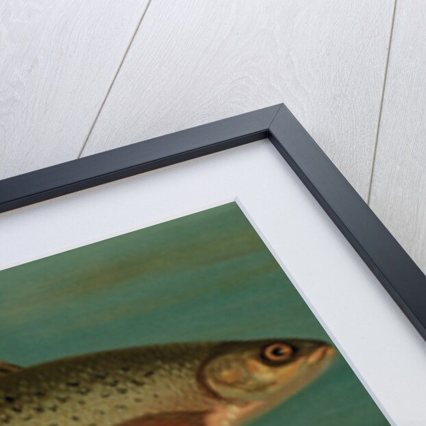 The Montana Grayling, Thymallus signifer montanus by J. L. Petrie