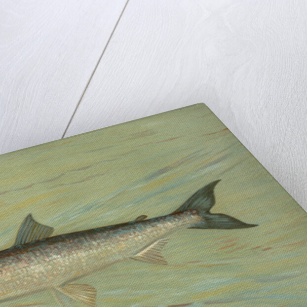 The Cisco of Lake Geneva, Wis., Argyrocomus artedi sisco by J. L. Petrie