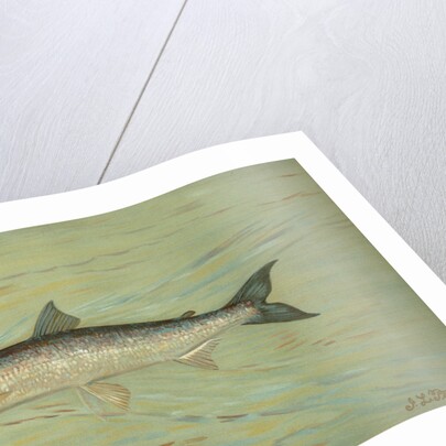 The Cisco of Lake Geneva, Wis., Argyrocomus artedi sisco by J. L. Petrie