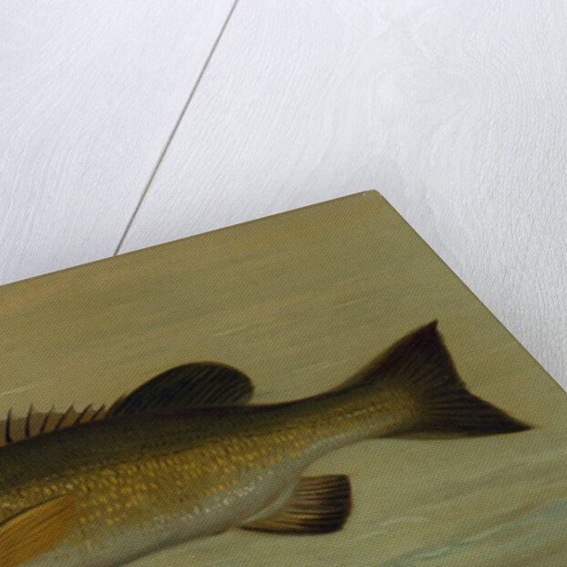 The Small-Mouthed Black Bass, Micropterus dolomieu by J. L. Petrie