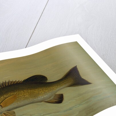 The Small-Mouthed Black Bass, Micropterus dolomieu by J. L. Petrie