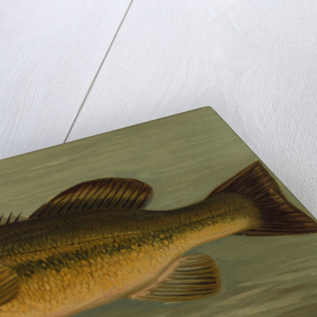 The Large-Mouthed Black Bass, Micropterus salmoides by J. L. Petrie