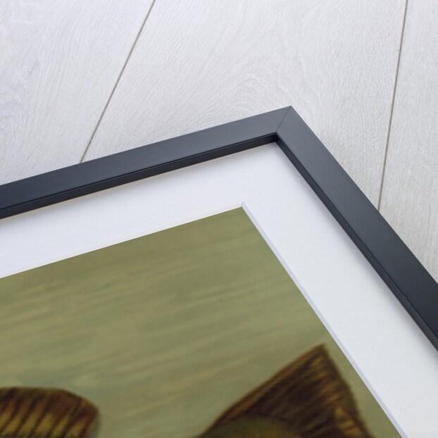 The Large-Mouthed Black Bass, Micropterus salmoides by J. L. Petrie