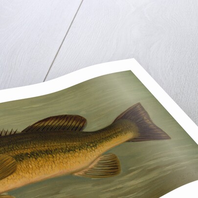 The Large-Mouthed Black Bass, Micropterus salmoides by J. L. Petrie
