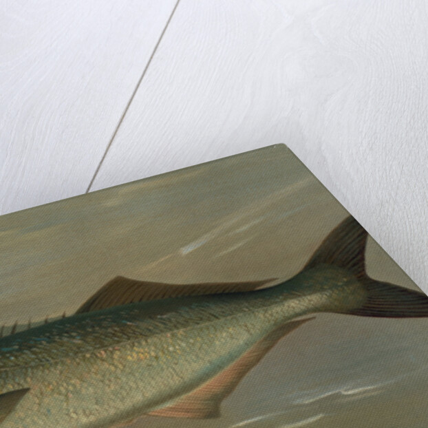 The Bluefish, Pomatomus saltatrix by J. L. Petrie