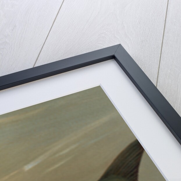 The Bluefish, Pomatomus saltatrix by J. L. Petrie