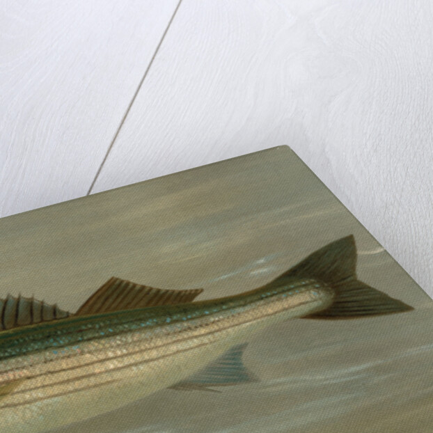 The Striped Bass, Roccus lineatus by J. L. Petrie