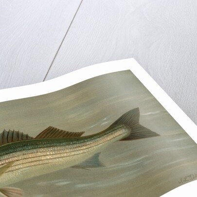 The Striped Bass, Roccus lineatus by J. L. Petrie