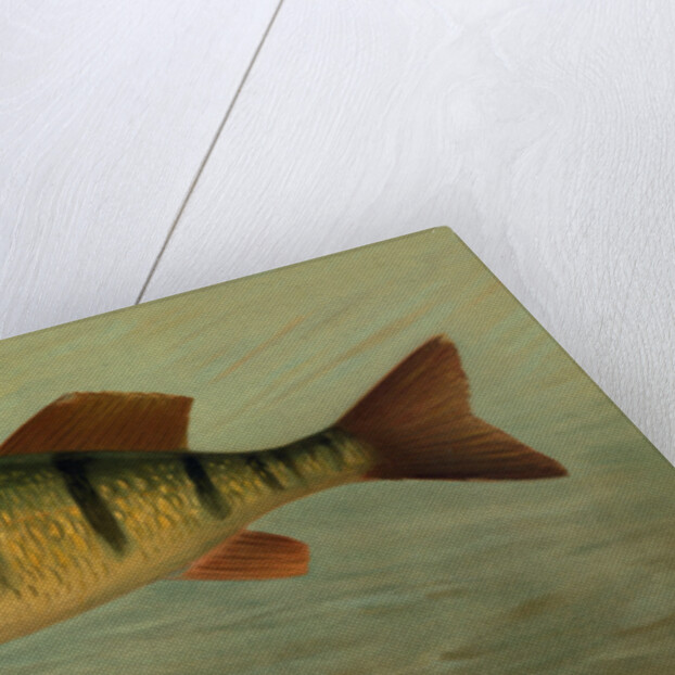 The Spot, or Lafayette, Leiostomus xanthurus by J. L. Petrie