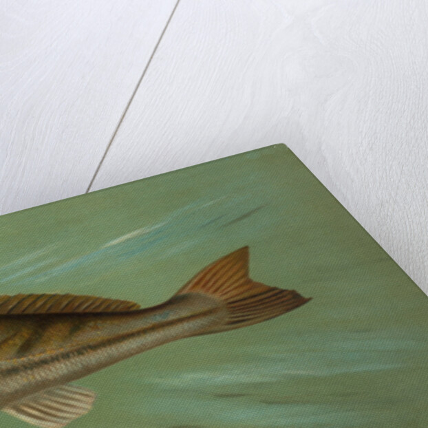 The Weakfish or Squeteague, Cynoscion regale by J. L. Petrie