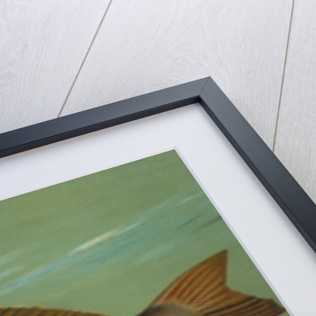 The Weakfish or Squeteague, Cynoscion regale by J. L. Petrie