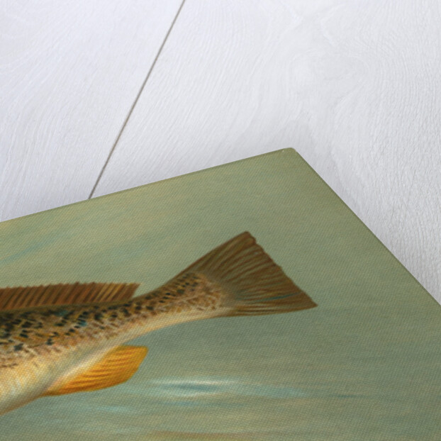 The Spanish Mackerel, Scomberomorus maculatus by J. L. Petrie