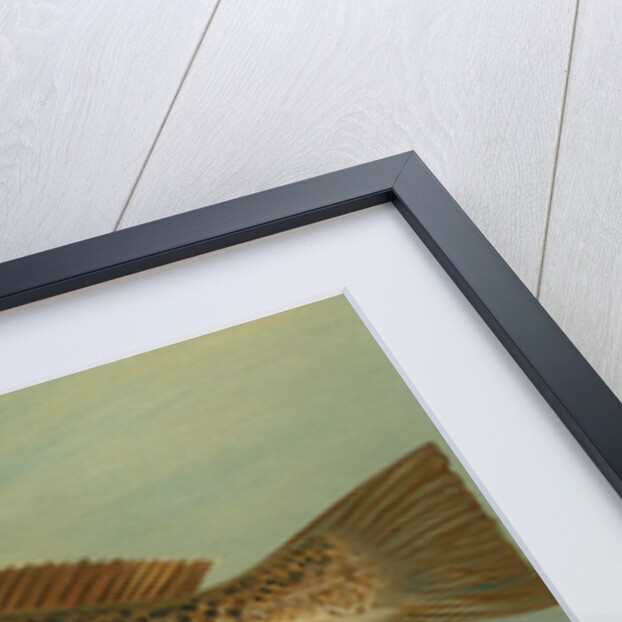 The Spanish Mackerel, Scomberomorus maculatus by J. L. Petrie