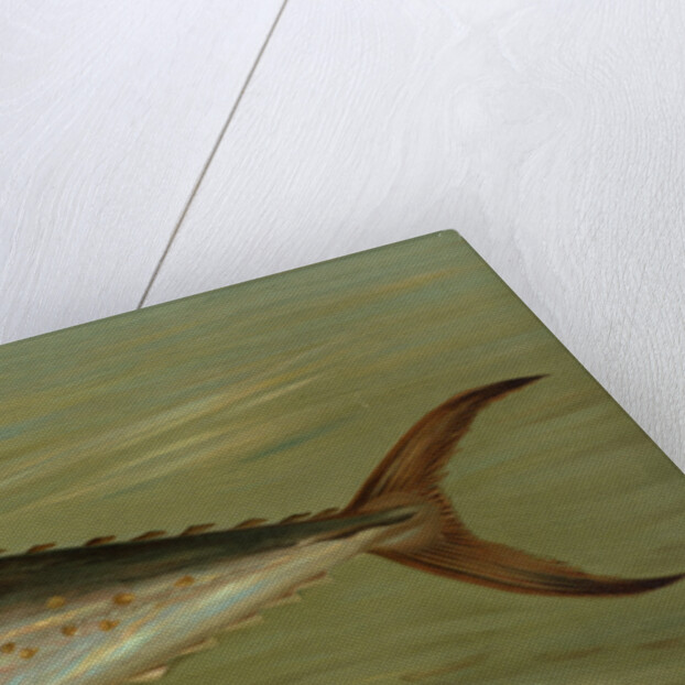 The Porgee or Scup, Stenotomus chrysops by J. L. Petrie