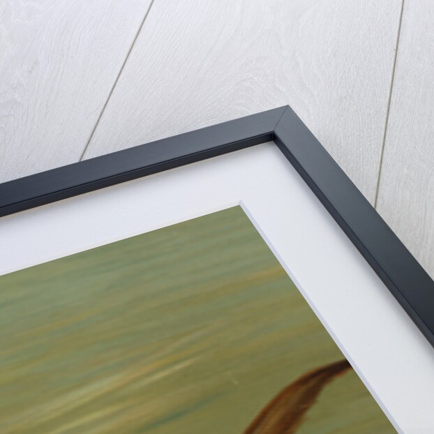 The Porgee or Scup, Stenotomus chrysops by J. L. Petrie