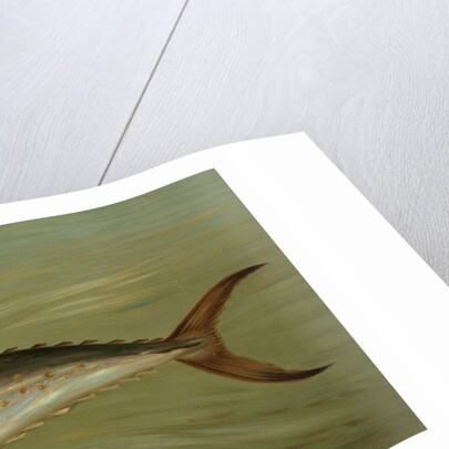 The Porgee or Scup, Stenotomus chrysops by J. L. Petrie