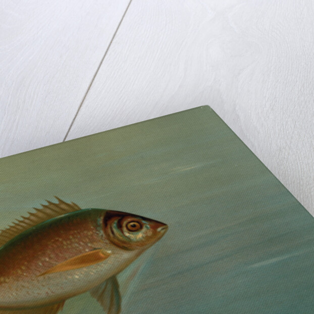 The Blackfish or Tautog, Tautoga onitis by J. L. Petrie