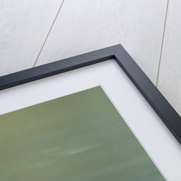 The Blackfish or Tautog, Tautoga onitis by J. L. Petrie