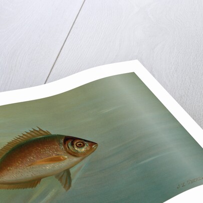 The Blackfish or Tautog, Tautoga onitis by J. L. Petrie