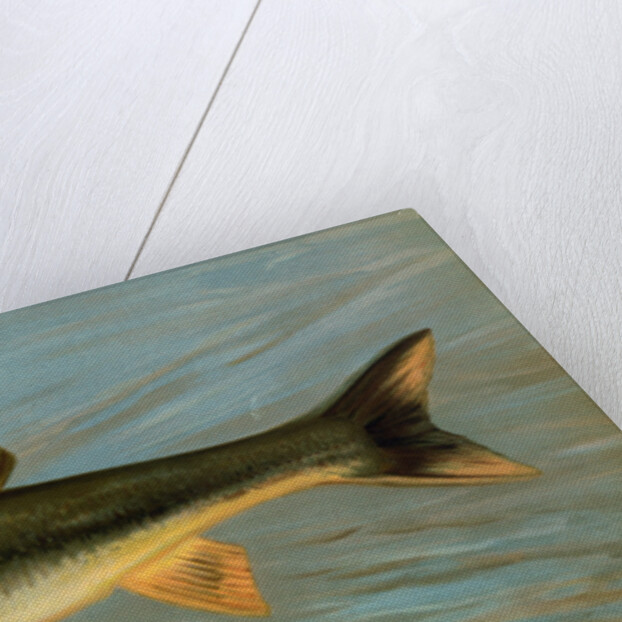 The Striped Mullet, Mugil brasiliensis by J. L. Petrie