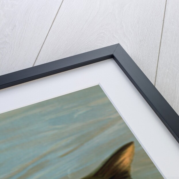 The Striped Mullet, Mugil brasiliensis by J. L. Petrie