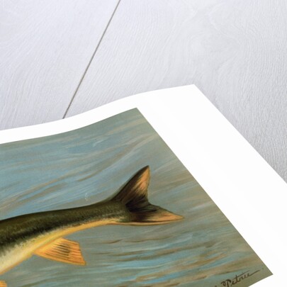 The Striped Mullet, Mugil brasiliensis by J. L. Petrie