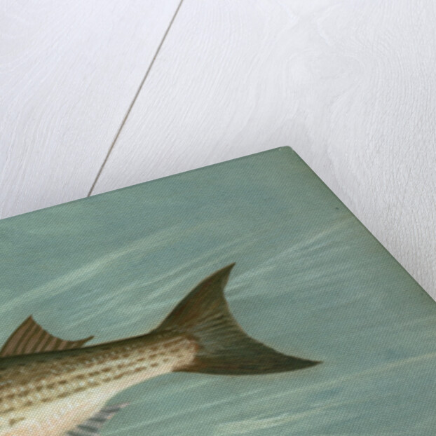 The Unspotted Mascalonge of Wisconsin, Lucius masquinongy by J. L. Petrie