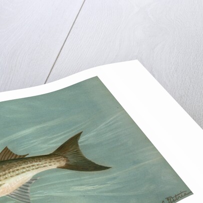 The Unspotted Mascalonge of Wisconsin, Lucius masquinongy by J. L. Petrie