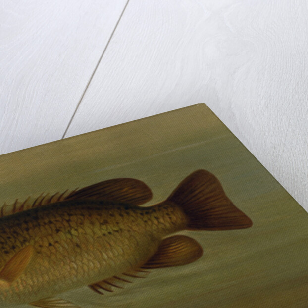 The Common Sunfish, Eupomotis gibbosus by J. L. Petrie