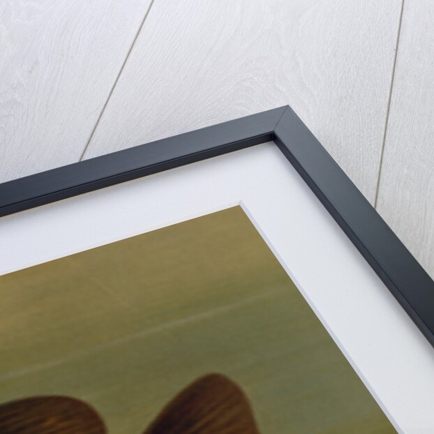 The Common Sunfish, Eupomotis gibbosus by J. L. Petrie