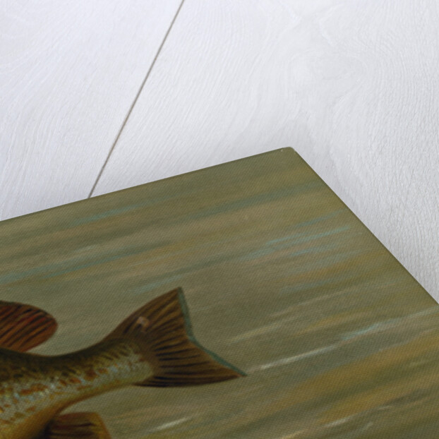 The White or Silver Bass, Roccus chrysops by J. L. Petrie