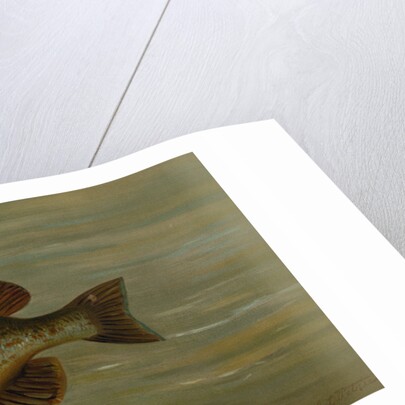 The White or Silver Bass, Roccus chrysops by J. L. Petrie