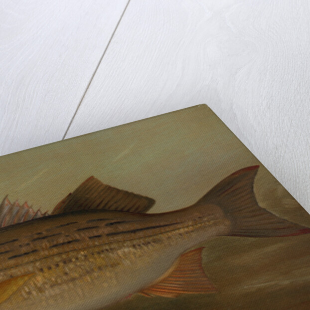 The Pike, Lucius lucius by J. L. Petrie