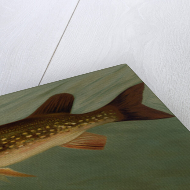 The Eastern Pond Pickerel by J. L. Petrie