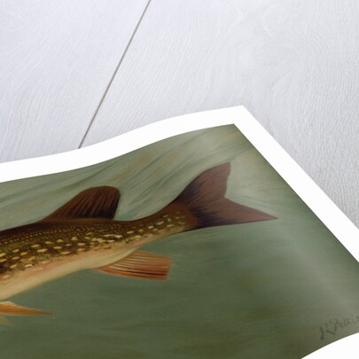 The Eastern Pond Pickerel by J. L. Petrie